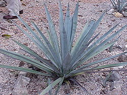 Blue agave plant