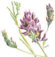 Ingredients-alfalfa-flower