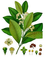 Allspice plant