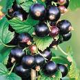 Black currants on bush
