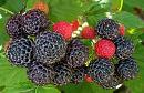 Black raspberries on bush