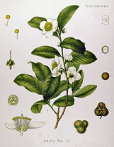 Black tea plant