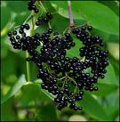 Elderberries on plant