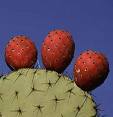 Prickly pears on plant