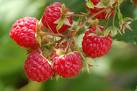 Raspberries on bush