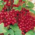 Red currants on bush