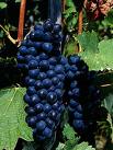 Shiraz (Syrah) grapes