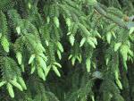 Spruce tree tips