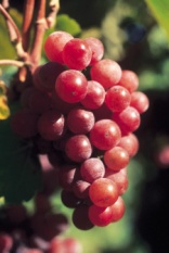 Gewurztraminer grapes