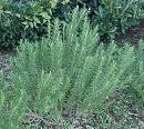 Rosemary shrub